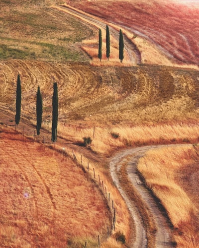 橘红色草地与小径绿树的地标摄影